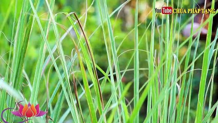 Chỉ Vài Phút Tập Trị Đau Cổ, Đau Vai Gáy, Thoái Hóa - Đĩa Đệm Đốt Sống Cổ. Lương Y Thích Trí Huệ