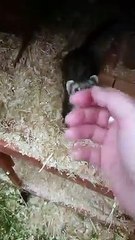 Cette maman furet tire le doigt de sa maitresse pour une raison incroyable