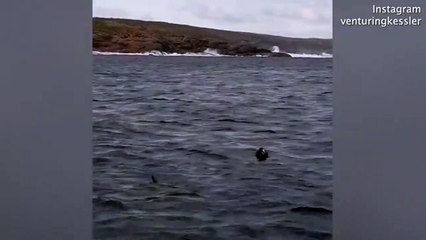 Un grand requin blanc arrive toujours à ses fins...