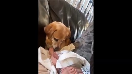Un chien traumatisé par la couche d'un bébé !
