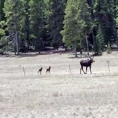 Baby Moose Stumbles over Fence Wire