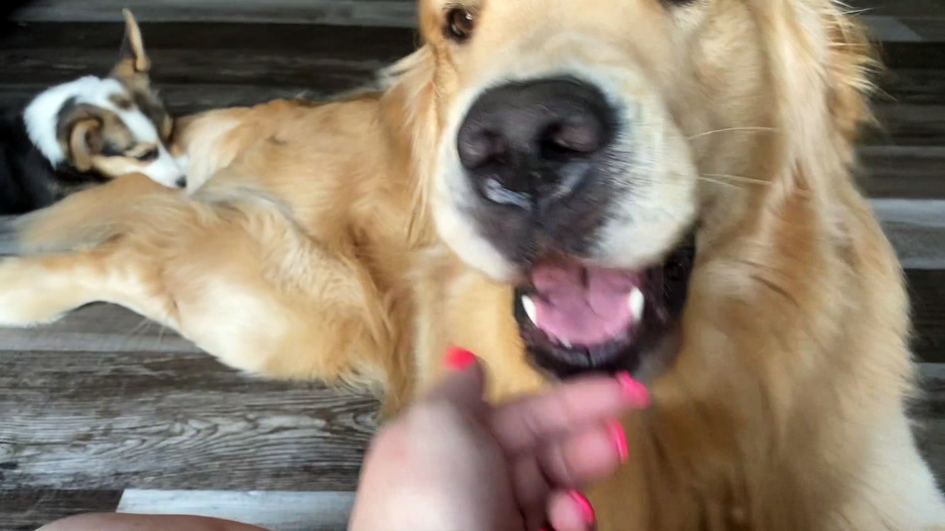 Golden Retriever Teases Puppy with Tail