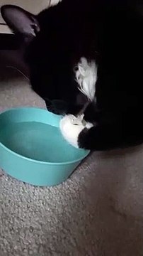 Cat Doesn't Like Getting Face or Whiskers Wet
