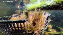 Seeanemonen: Forscher retten die gefragte und bedrohte Spezialität