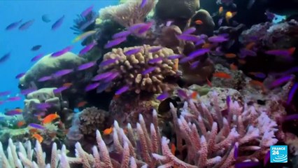 La Grande Barrière de corail "en danger" pour l'Unesco, l'Australie prête à contester
