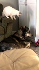 Tactical Cat Pats Dogs Head
