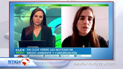 Buscan recuperar al Cóndor Andino en Colombia con programa de cría en cautiverio