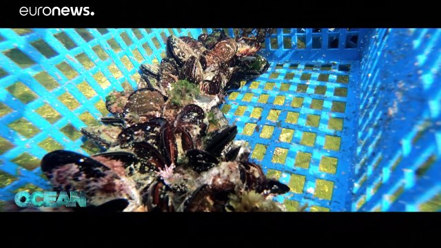 Vers une aquaculture marine durable : l'expérience pionnière des anémones de mer