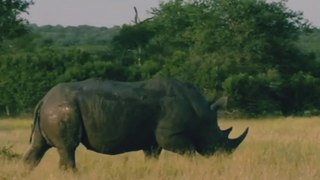 अफ्रीका के ये 5 जंगली जानवर राजाओं महाराजाओं के निशाने पर थे । Wildlife