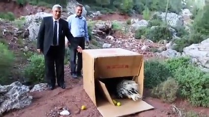Oklu kirpi “Oktay” doğaya bırakıldı