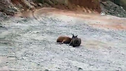 Vaşağın dağ keçisine saldırı anı görüntülendi