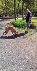 Boxer Protects Person from Shadow