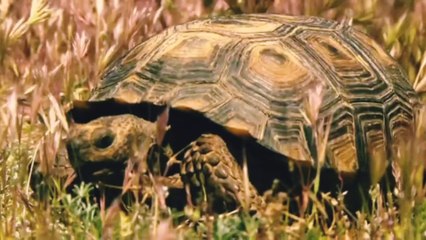 These turtles can live up to three hundred years । ये कछुए 300 साल तक जीवित रह सकते हैं। Wildlife