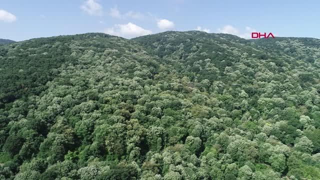 BURSA KARACABEY IHLAMUR ORMANLARI'NDA HASAT BAŞLADI; KİLODA 250 LİRA BEKLENTİSİ