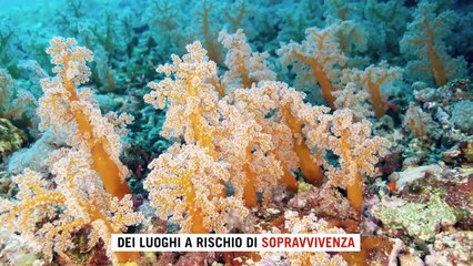 Unesco, Venezia e la barriera corallina sono a rischio: la "lista nera" dei siti minacciati