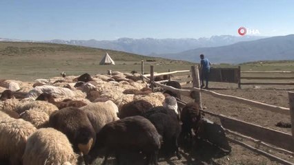 2 bin 300 rakımlı yaylalarda kene ile mücadele