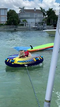 Maine Coon Cat Gently Pulled on a Tube