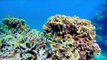 Austrália se opõe a listar a Grande Barreira de Corais como patrimônio em perigo