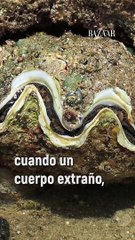 ¿Alguna vez te has preguntado cómo es que se producen las perlas?