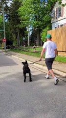 Excited Labradoodle Leaps Like a Bunny