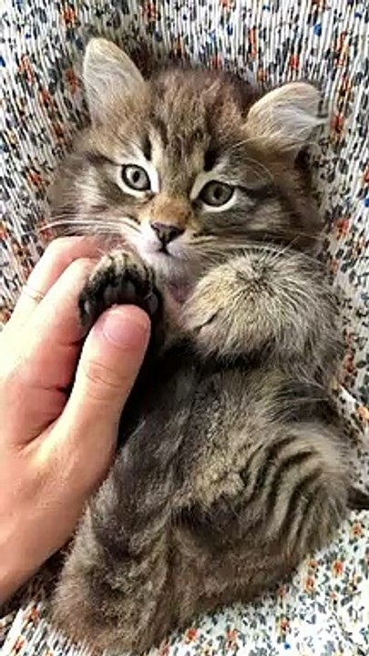 Cat is Sad