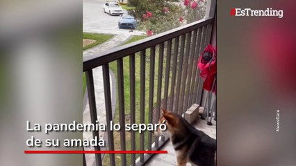 Amor perruno: este perrito se reencuentra con su 'novia'