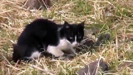 Kedi ile yılanın kavgası kameralara yansıdı