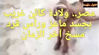 مصر.. ولادة كائن غريب بجسد ماعز ورأس قرد آخر الزمان#