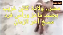 مصر.. ولادة كائن غريب بجسد ماعز ورأس قرد آخر الزمان#