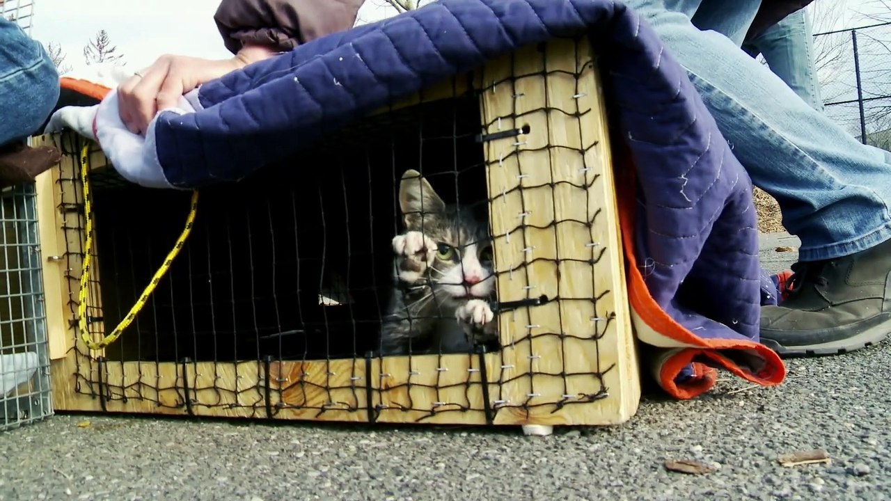 The Cat Rescuers Trailer