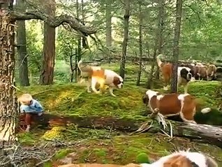 Köpeklerini gezintiye çıkaran minik çocuk