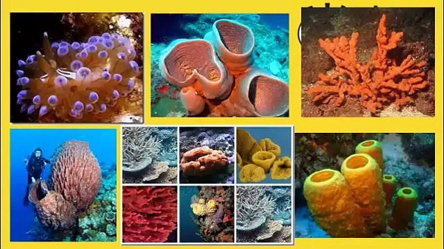 los 5 animales marinos mas extraños del mundo