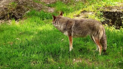 10 Unbelievable animals that saved eachother!