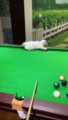CUTENESS OVERLOAD - Kitten Helps Human Sink a Pool Shot