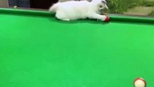 CUTENESS OVERLOAD - Kitten Helps Human Sink a Pool Shot