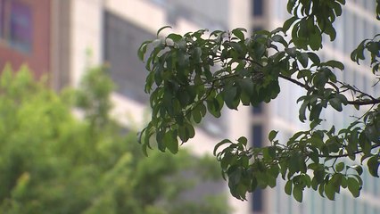 [날씨] 오후에 요란한 소나기, 우박 동반...농작물 주의 / YTN