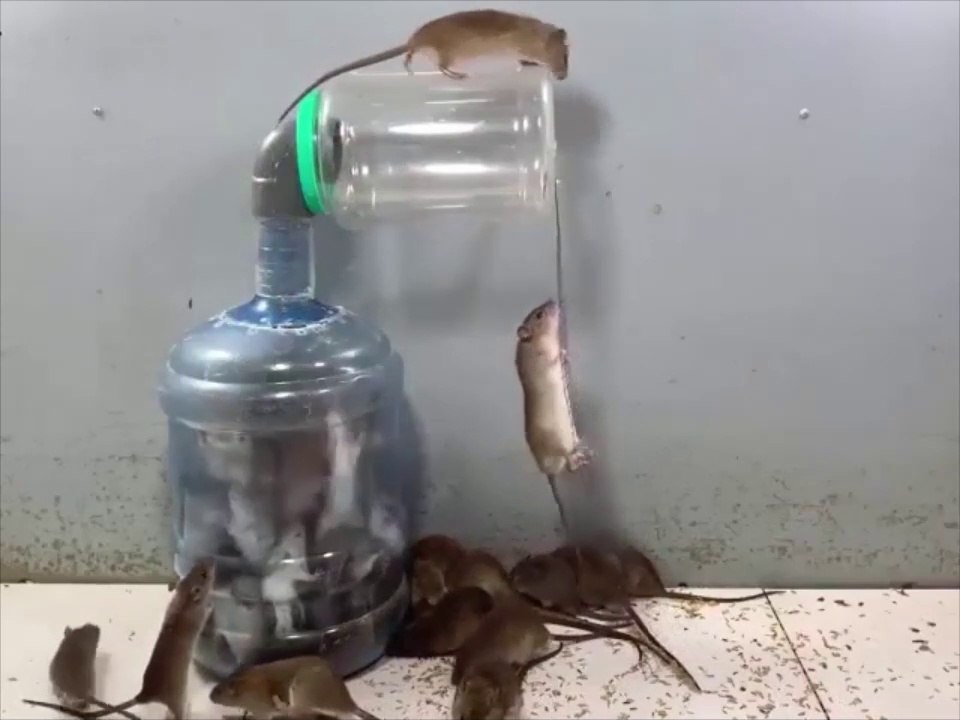 façon la plus intelligente de fabriquer un piège à souris