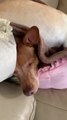 Dog Snores And Sleeps On Couch As Tiny Dog Sits On Top Of Them