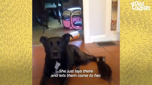 Dog Is So Gentle And Patient With Her Foster Kittens _ The Dodo Odd Couples