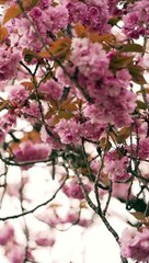 Beautiful music with beautiful flowers | Relaxing Healing Music | Sensible Music