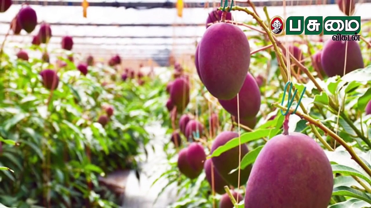 மியாசாகி மாம்பழத்தின் விலைக்குக் காரணம் இதுதான்! Miyazaki mango