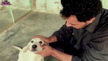 tick fever of dogs (Asad Brohi vlog)