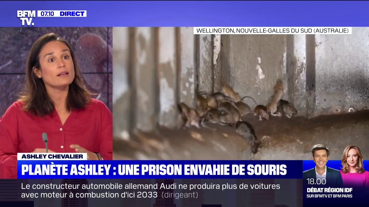 En Australie, une prison évacuée après l'invasion de milliers de souris