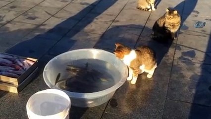 Kedi zaferini kutlarken yemeğini kaptırdı
