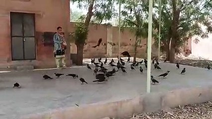 पति-पत्नी का पक्षियों के साथ अनूठा प्रेम