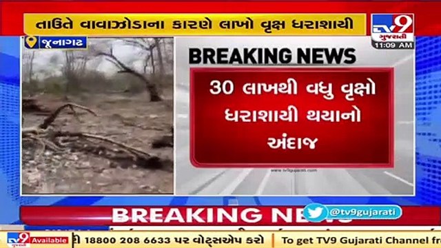 Around 30 lakh trees uprooted in Gir forest due to cyclone Tauktae _ Tv9GujaratiNews