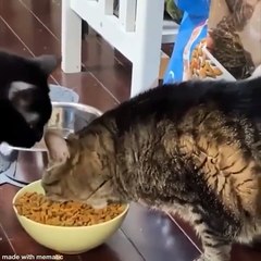 Funniest Animals  - Best Of The 2021 Funny Animal Videos  - Cutest Animals Ever