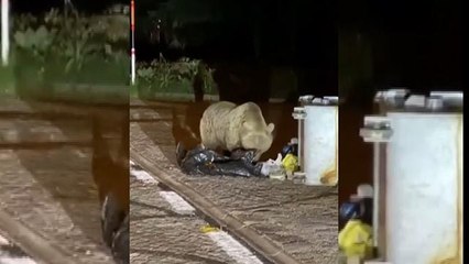 Uludağ’da aç kalan ayı yerleşim yerine indi