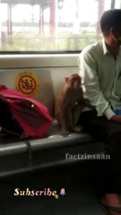 Viral video : Monkey travelling in metro train