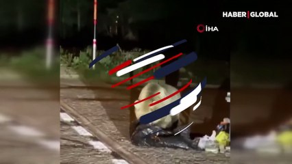 Yemek bulmak için Uludağ'dan inen ayı kamerada